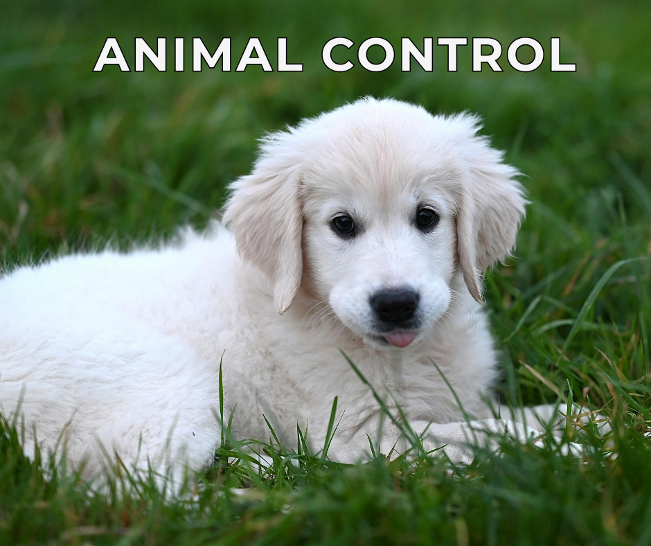 Animal Control